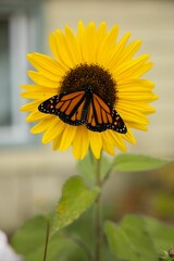 Wall Mural - Monarch butterfly on a sunflower