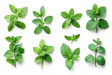 Isolated mint leaves set on a white backdrop. Generative Ai