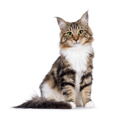 Poster - Sweet black tabby blotched Norwegian Forestcat kitten, sitting up facing front. Looking towards camera with mesmerising green eyes.