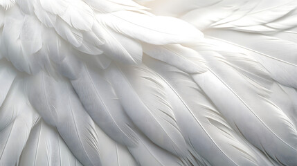 Wall Mural - Closeup, white and feathers background for peace, calm and spirituality for God, religion and hope. 