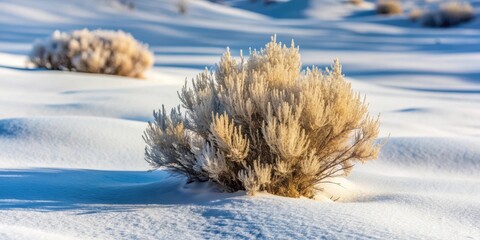 Dry sagebrush plant standing out in a blanket of pristine snow in the winter