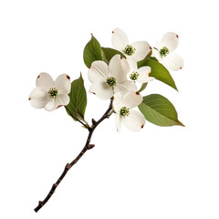 Canvas Print - Delicate White Flowering Branch with Green Leaves