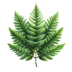 Wall Mural - lush green fern leaf with intricate details, isolated on a white background. transparent background