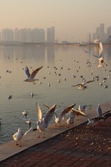 Wall Mural - seagulls on the pier