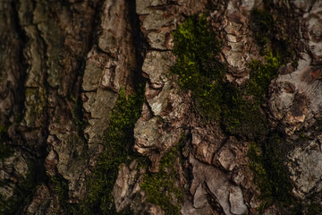 brown oak bark, close up - background wallpaper