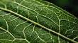 © Nattawut - green leaves