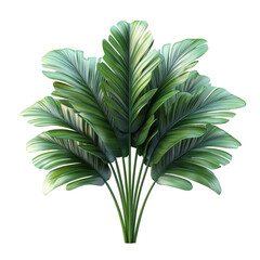 Wall Mural - tropical green leaves arranged beautifully, white isolated background. transparent background