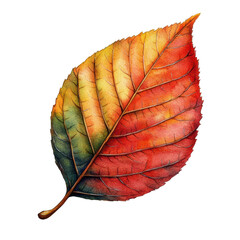 Wall Mural - vibrant autumn leaf with colorful shades on a white isolated background. transparent background
