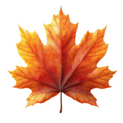 Wall Mural - vibrant orange maple leaf on a white isolate background. transparent background