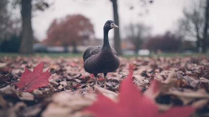 Poster - A goose standing in a field of leaves