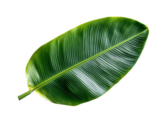 A single bright green banana leaf with smooth edges, isolated on a clean transparent background, PNG file.