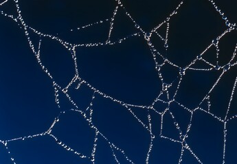 Delicate Spiderweb with Dewdrops on Blue Background