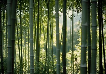 Kodak Gold 400 Bamboo Forest Photography