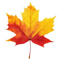 Wall Mural - colorful autumn maple leaf with vibrant hues transparent