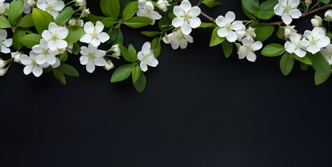 Wall Mural - white apple blossoms on black background
