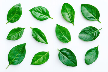 Set of top view lay flat Green leaf on white background