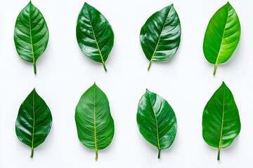 Set of top view lay flat Green leaf on white background