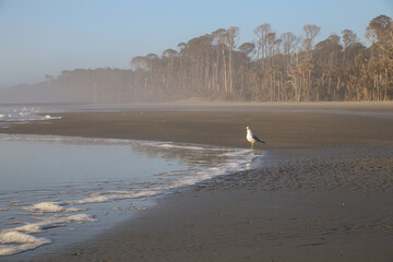 Seagull Bird on Beach at Dawn in Hilton Head, South Carolina