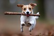 © Dina - Jack Russel purebred dog on a walk chasing the stick high speed photo. Active puppy breed.