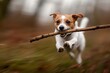 © Dina - Jack Russel purebred dog on a walk chasing the stick high speed photo. Active puppy breed.