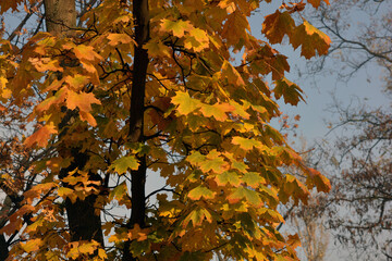 Beautiful and beautiful nature of the autumn park. Dry, bright, golden, yellow-green leaves hang on the tree against the blue sky.