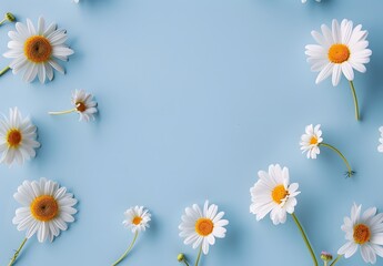 Wall Mural - minimalist daisies flat lay on blue background