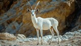 Addax antelope with striking curved horns