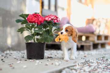 Wall Mural - dog puppy cavalier king charles spaniel eats flowers in pot