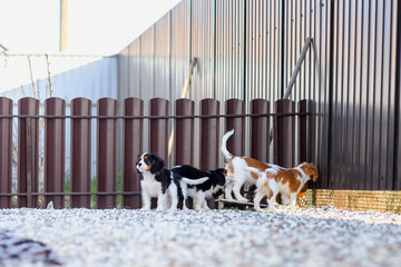 Wall Mural - Cavalier King Charles Spaniel puppy dogs playing in the yard with toys