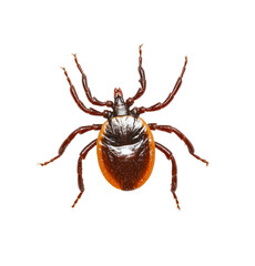 PNG Insect tick or mite isolated on white background