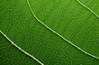 © Eva13186707 - Green Leaf Texture Close-Up, Symmetrical Lines