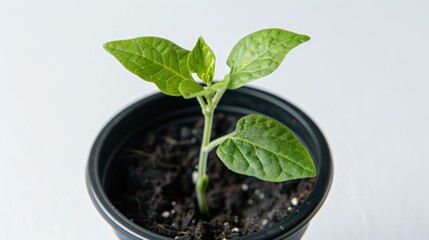 Wall Mural - A small green plant with three leaves in a black pot, close up