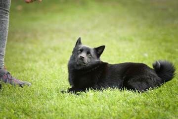 Wall Mural - Summer portrait of dog. He is so cute in the nature. He has so lovely face	