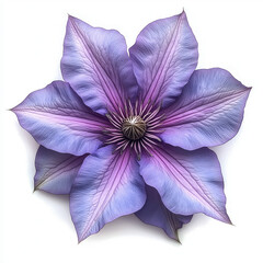 Canvas Print - Clematis Isolated