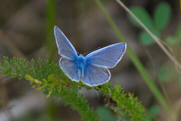 butterfly on a flower