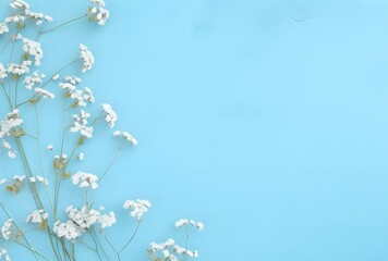 Wall Mural - pastel blue background with white gypsophila branches
