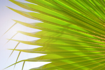 Blurred palm leaf natural background.