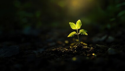 A small plant sprouting from the ground, illuminated by sunlight The background is dark and blurred to emphasize the plant's vibrant green color against its surroundings Generative AI