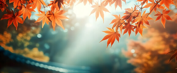 The autumn colors of Tokyo, Japan, color of maple leaves in sunlight. A natural autumn forest landscape.