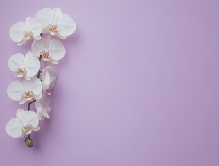 Wall Mural - white orchid flower minimalist purple background