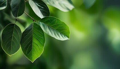 Wall Mural - Lush Green Leaves with Soft Focus and Ample Copy Space for Nature Inspiration