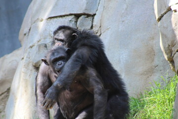 Chimpanzee Cuddle