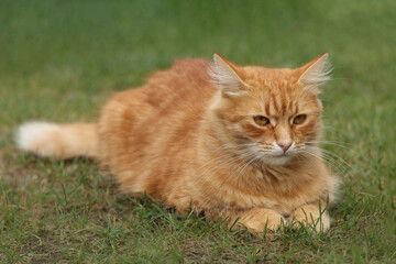 Wall Mural - Portrait of a luxury Ginger cat outdoors. Big, red, fluffy cat resting on the green grass. Orange Cat  in nature. Pet. Nature, summer. 