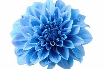 Sticker - Closeup blue Dahlia isolated on white background with clipping path