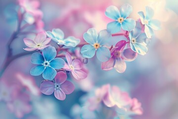 Poster - Closeup of forget me not flowers in blue pink and white with selective focus and blurred background suitable for a postcard