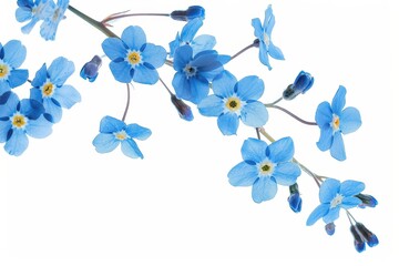 Sticker - Isolated forget me not flowers on white background