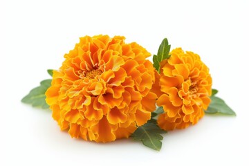 Poster - Isolated marigold flower on white background with depth of field