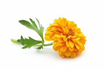 Wall Mural - Marigold on white background