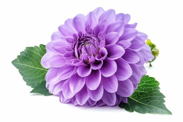 Poster - Purple dahlia isolated on white background with clipping path