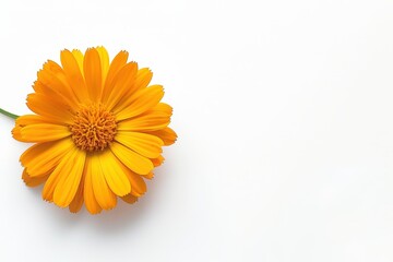 Wall Mural - Top view of calendula flower with copy space on white background